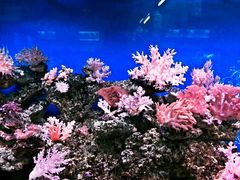 海珊瑚主题餐厅(湛江店)-御唐府海珊瑚主题餐厅