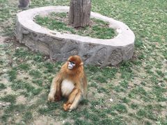 -西安秦岭野生动物园