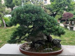 -上海醉白池公园