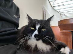 -有猫主题·治愈系猫咖(曾厝垵店)