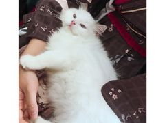 -瞄一喵猫咖(格力海岸店)