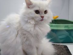 -1013 PET SHOP精品宠物商店(丁香店)