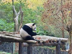 -都江堰中华大熊猫苑