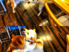 -豆柴町-柴犬主题狗咖(红鼎国际C座店)