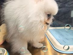 -FAELING PETS美天灵宠物(富力广场店)