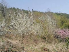 -谭家菜农夫山庄