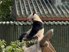 -广州动物园