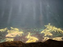 -西安曲江海洋极地公园