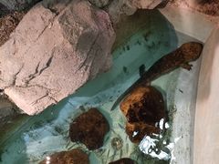 -正佳雨林生态植物园