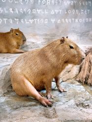 -Zoolung Zoolung动物主题公园(海信广场店)