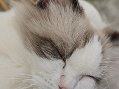 -楼上猫咖(罗湖店)