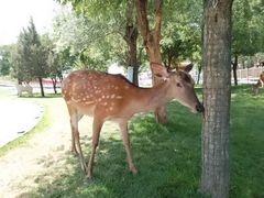 -北京鹿世界主题园