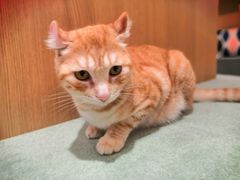 -CAT’S MEWSTAR CAFE·喵星球猫屋(晴湾咖啡店)