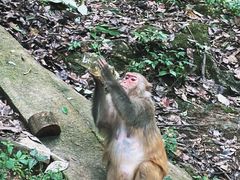 -黔灵山公园