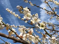 -广州市流溪河国家森林公园