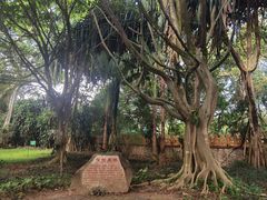 -瑞丽独树成林风景区