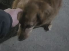 -趣玩宠物乐园寄养训犬训狗游泳池