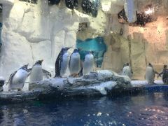 -华夏文旅海洋公园