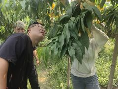 -老袁家蜜桃农场·阳山水蜜桃