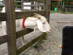 -前小桔亲子创意农场·草莓采摘·露营烧烤