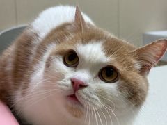 -安安宠医宠物医院·异宠·犬猫内科(岳阳分院)