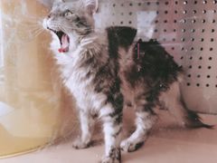 -瞄一喵猫咖(格力海岸店)