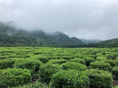 -中国茶叶博物馆(双峰馆区)