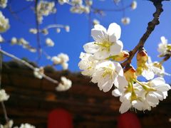 -牛背梁国家森林公园