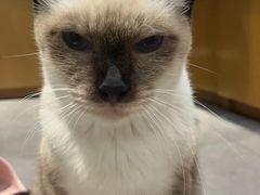-飞行喵MR PILOT|猫舍·猫咖(静安大融城店)
