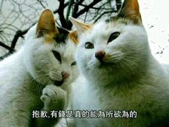 -CoCo都可(文星广场店)