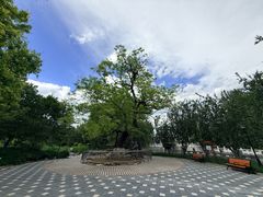 -大望京公园