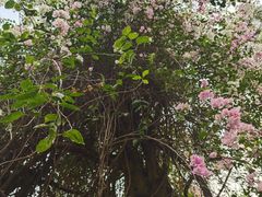 -深圳国际园林花卉博览园