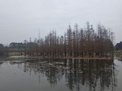 -白鹭湾湿地公园