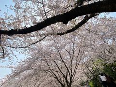 -苏州上方山国家森林公园