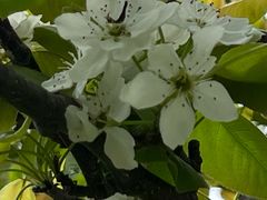 -南汇桃花村