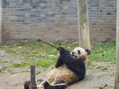 -都江堰中华大熊猫苑