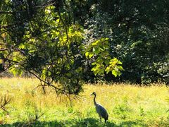 -北京麋鹿生态实验中心