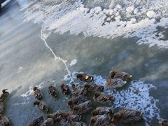 -野鸭湖国家湿地公园