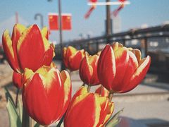 -丹东路渡口(轮渡站)