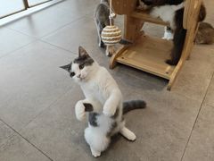 -飞行喵MR PILOT|猫舍·猫咖(静安大融城店)