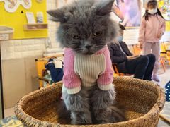 -平行世界·猫咖(首经贸店)