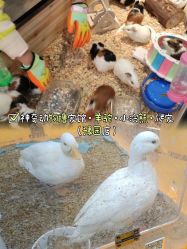 -神奇动物撸宠馆·羊驼·小浣熊·异宠(豫园店)