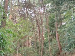 -铁山坪森林公园