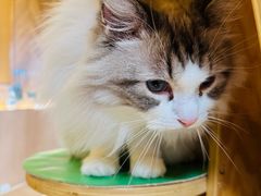-MOCHA明星猫咖(田子坊店)