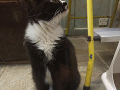 -猫咪博物馆(顶澳仔猫街店)