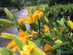 iphone_upload_pic-蠡湖中央公园