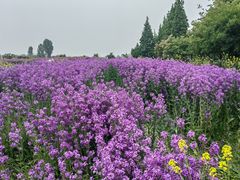 -泗洪洪泽湖湿地景区