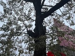 -龙川佗城