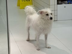 -柏萃动物医院·骨科·牙科