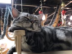 -猫和宫(六道口店)